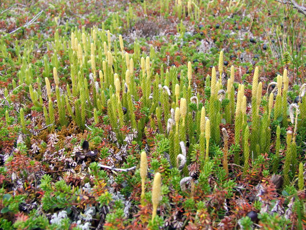 Изображение особи Lycopodium lagopus.