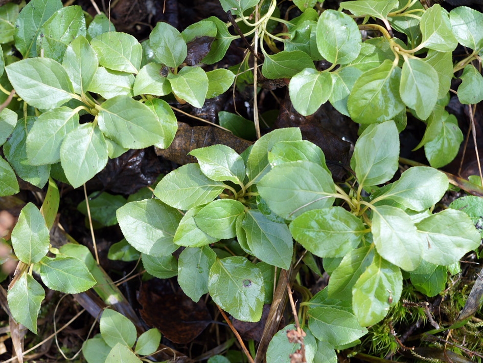 Image of Orthilia secunda specimen.