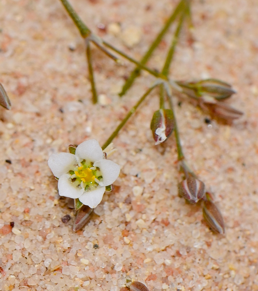 Image of Polycarpaea robbairea specimen.