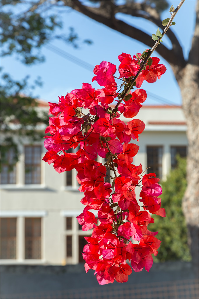 Image of genus Bougainvillea specimen.