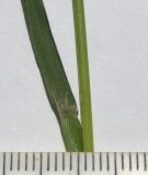 Agrostis stolonifera