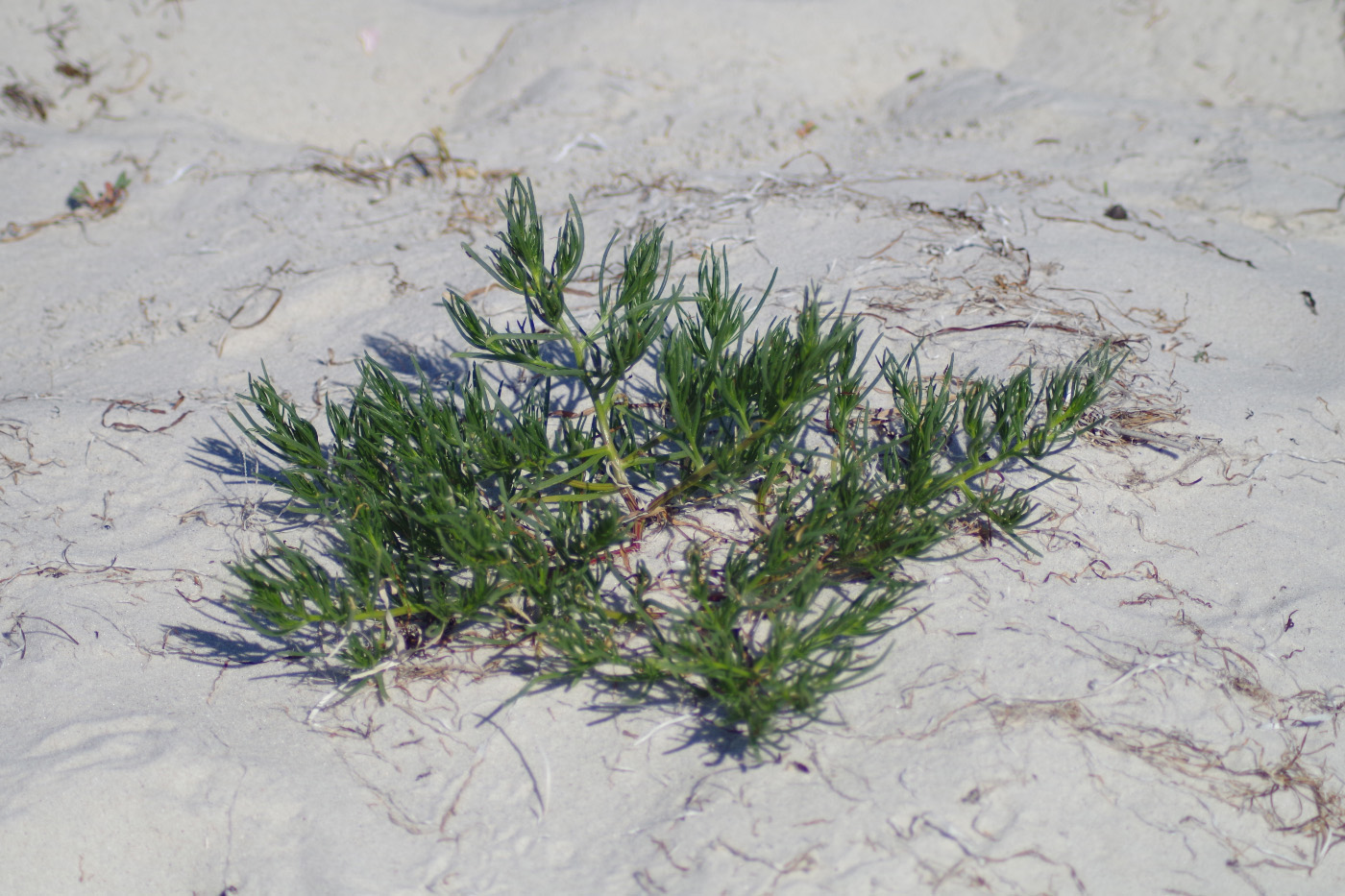 Image of Salsola pontica specimen.