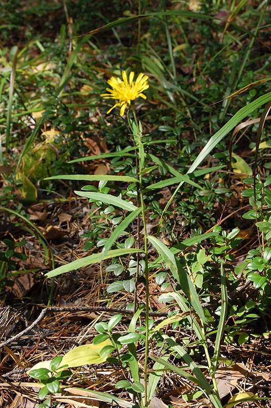 Image of Hieracium umbellatum specimen.