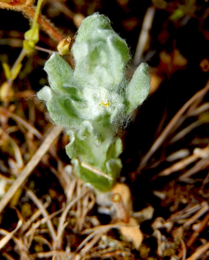 Изображение особи Bombycilaena erecta.