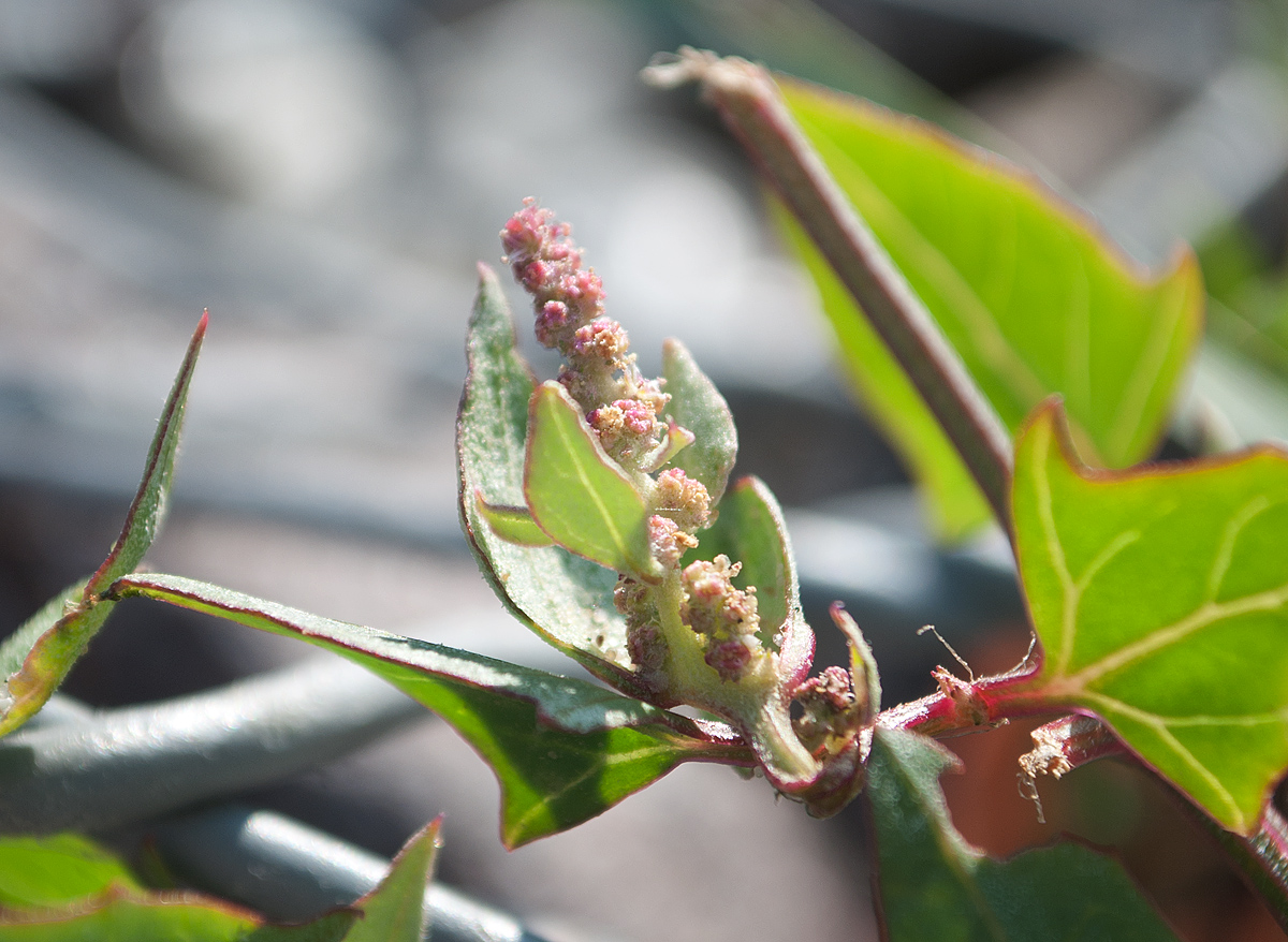 Image of Atriplex prostrata specimen.