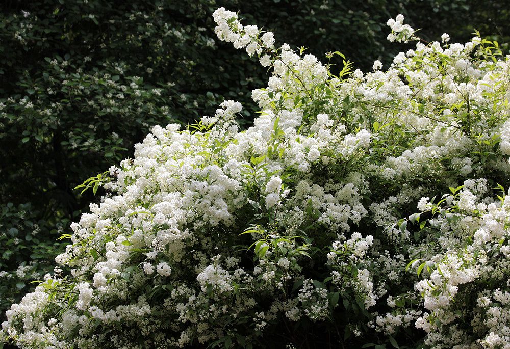 Изображение особи род Deutzia.