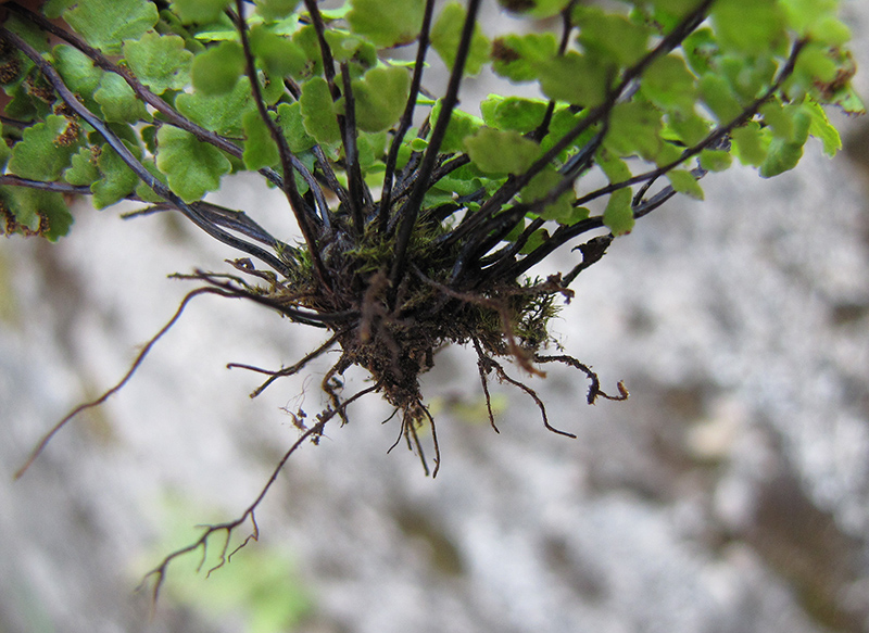 Изображение особи Asplenium trichomanes.