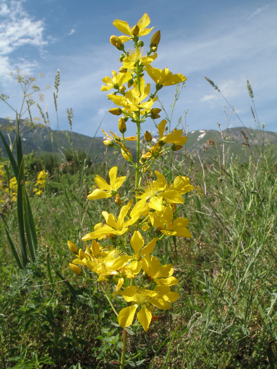 Изображение особи Hypericum elongatum.