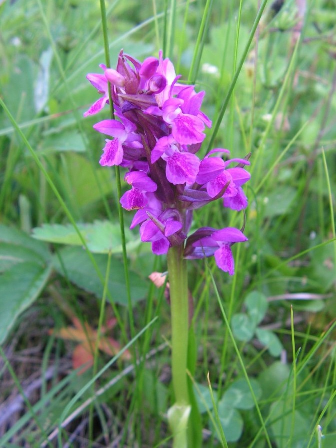 Изображение особи Dactylorhiza incarnata.