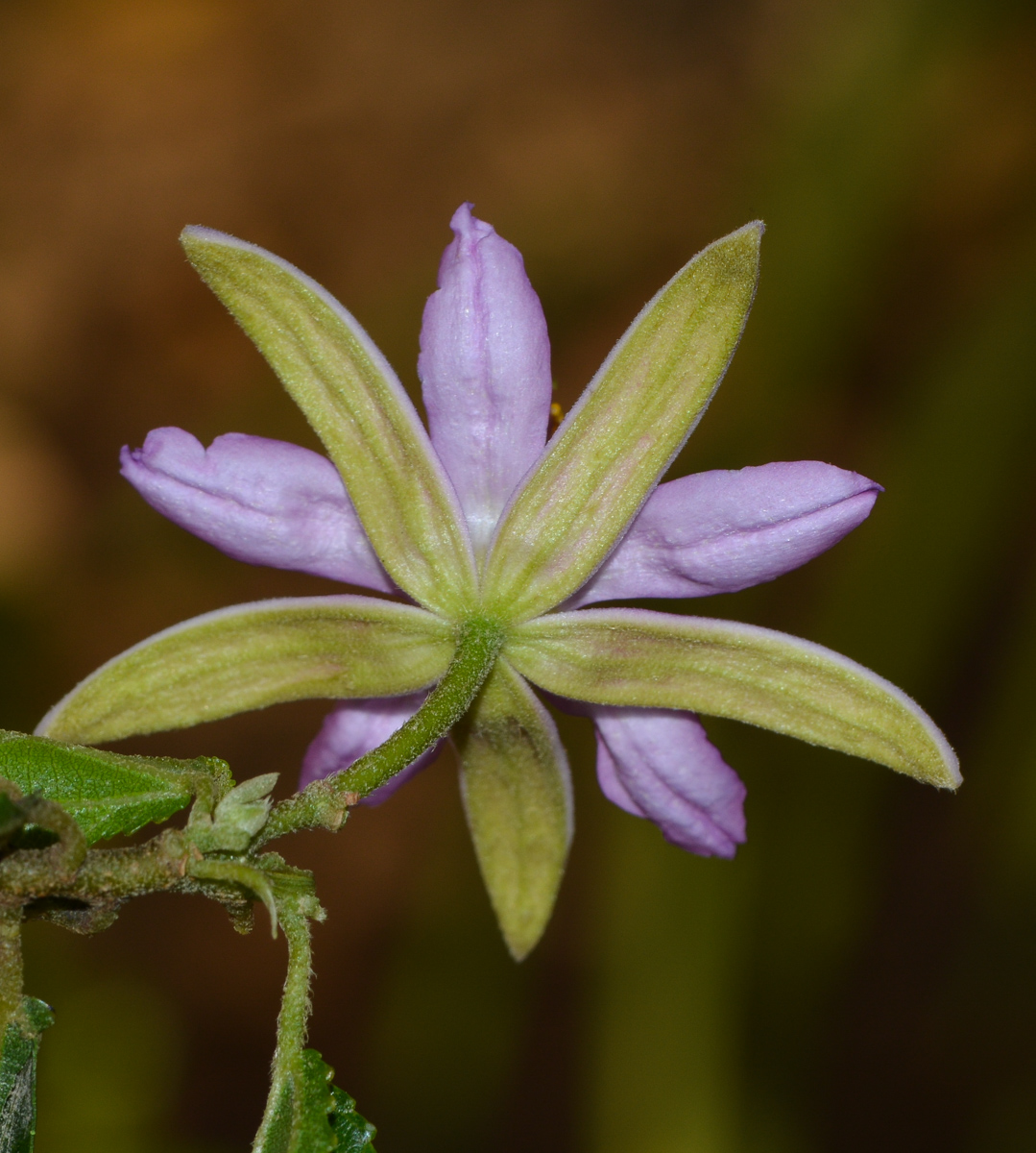 Изображение особи Grewia occidentalis.