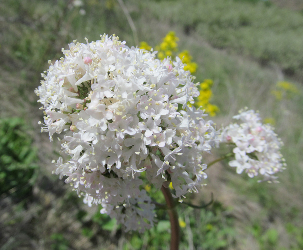 Image of Valeriana tuberosa specimen.