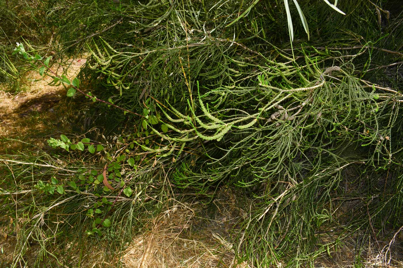 Image of Melaleuca huegelii specimen.