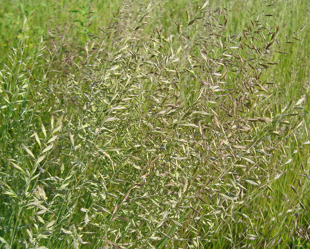 Image of Festuca rubra specimen.