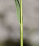 familia Poaceae