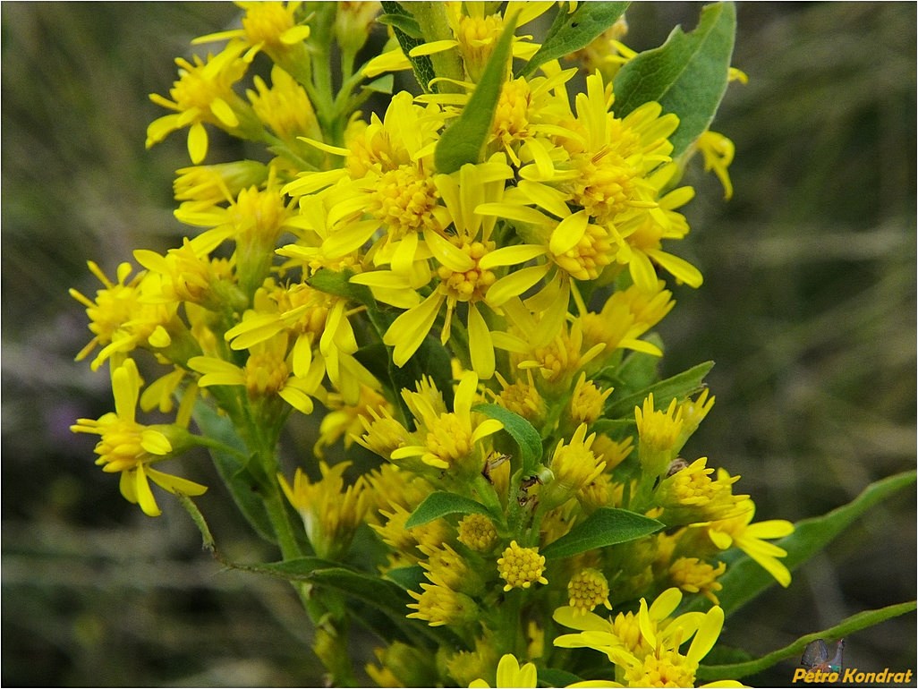 Image of Solidago virgaurea specimen.