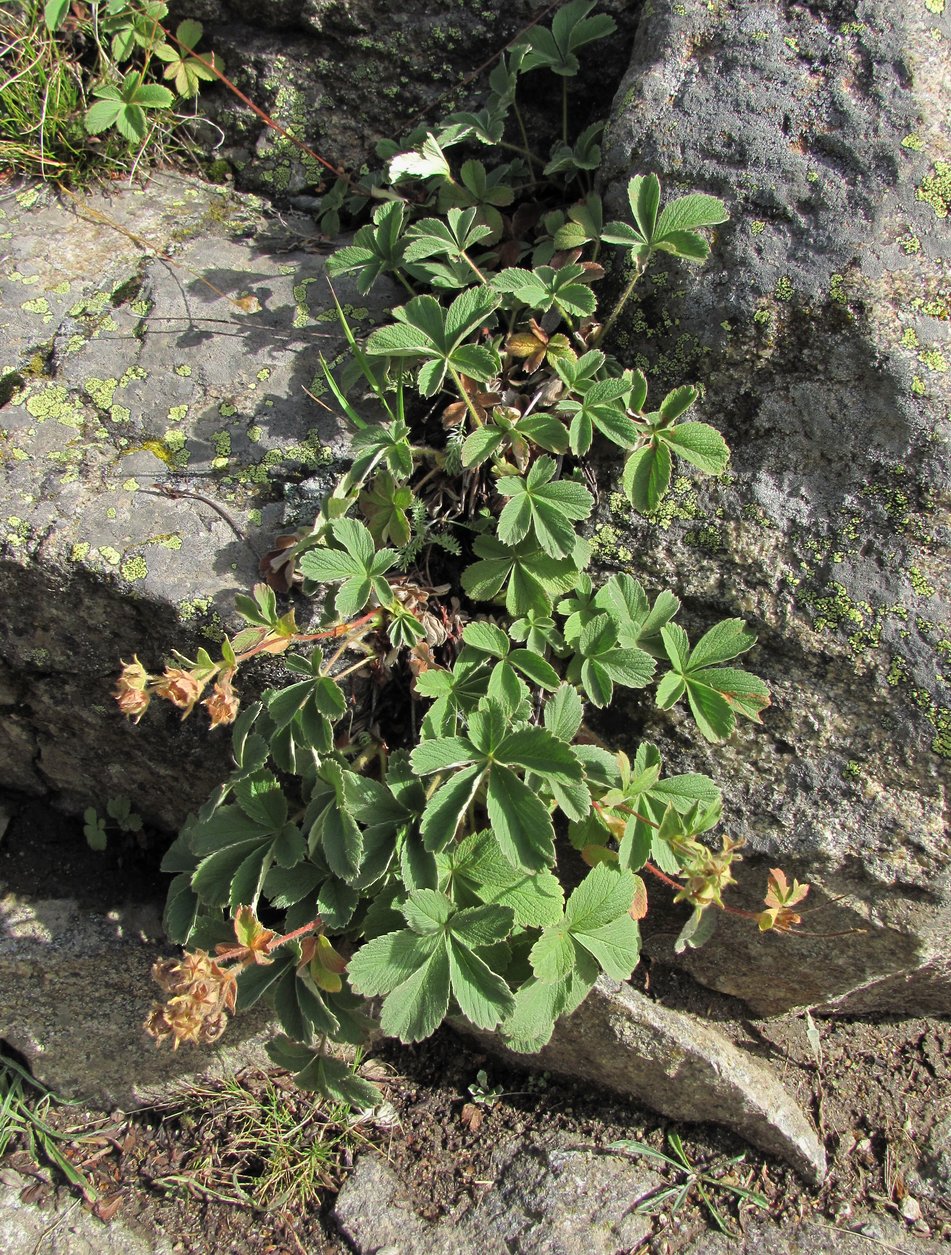 Изображение особи Potentilla brachypetala.