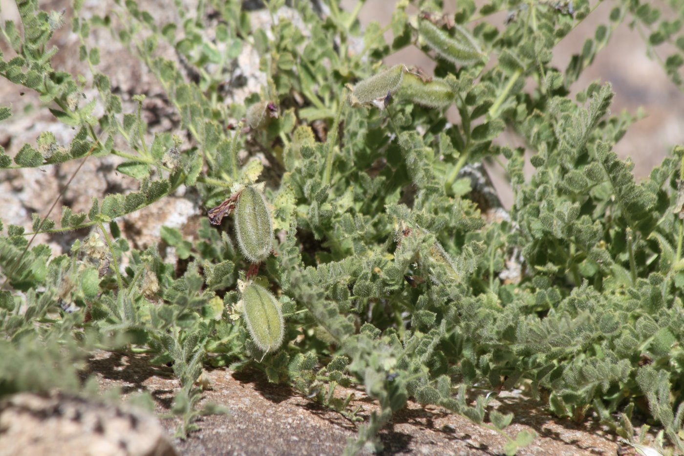 Image of genus Cicer specimen.