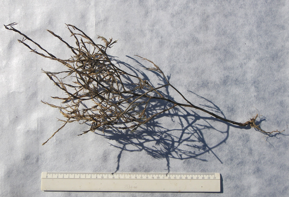 Image of Sisymbrium officinale specimen.