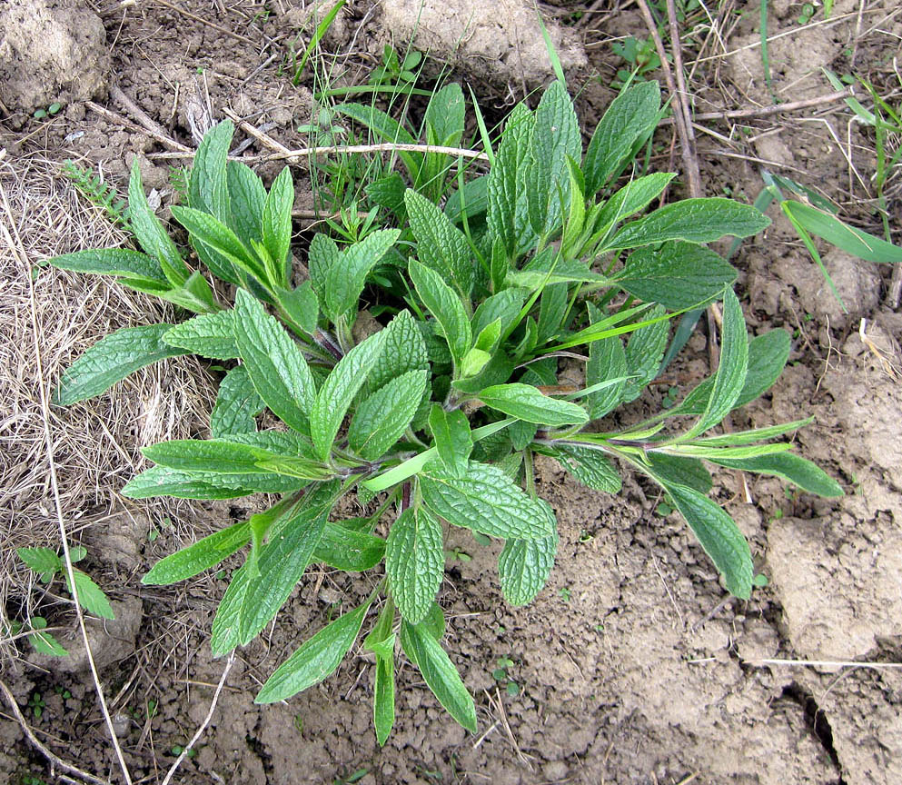 Изображение особи Stachys recta.