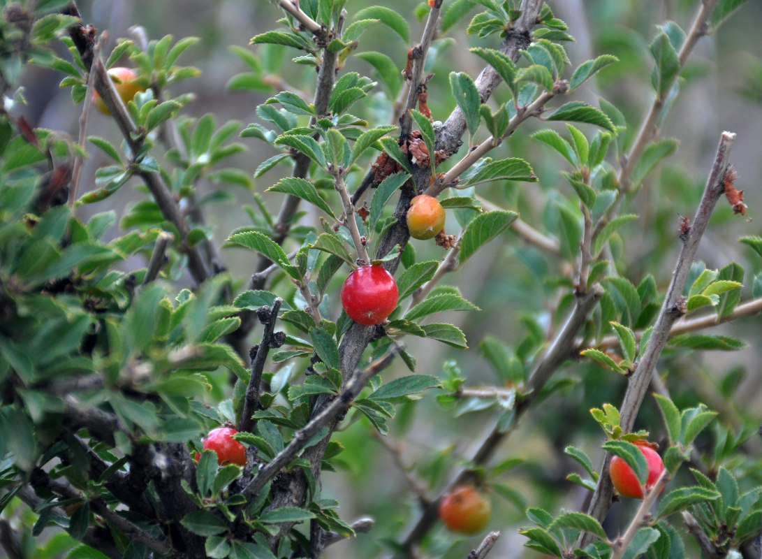 Image of Cerasus tianshanica specimen.