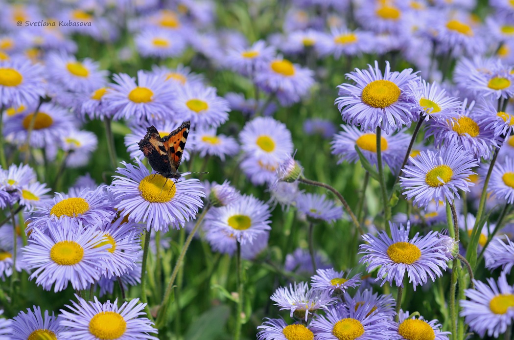 Image of genus Erigeron specimen.