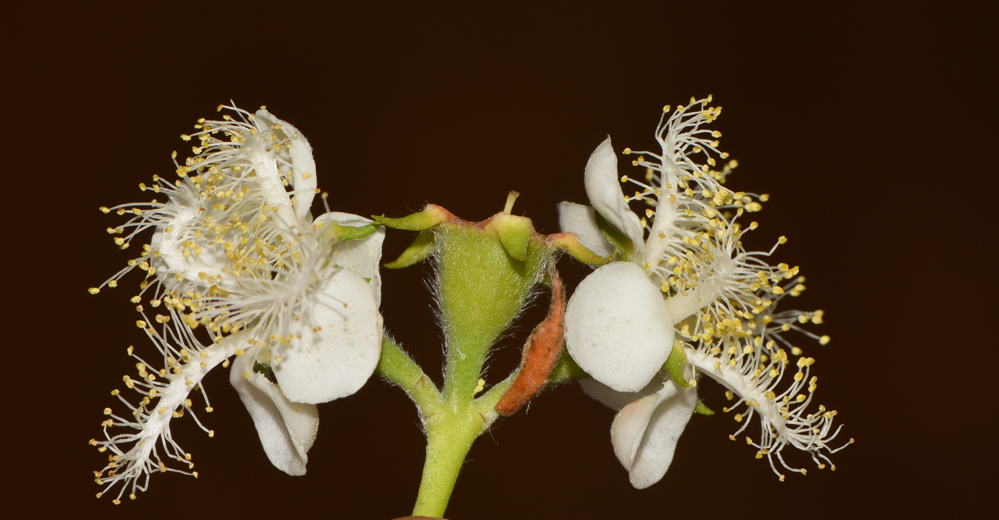 Image of Lophostemon confertus specimen.