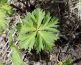 Trollius sibiricus. Лист. Якутия, Нерюнгринский р-н, окр. перевала Тит, полоса задернованного склона под ЛЭП. 22.06.2016.