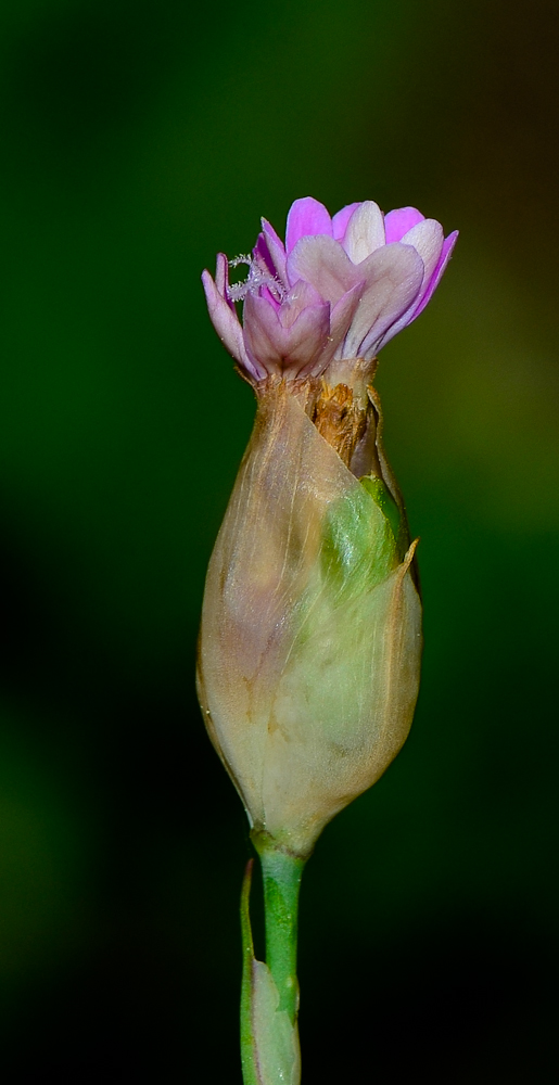 Image of Petrorhagia dubia specimen.