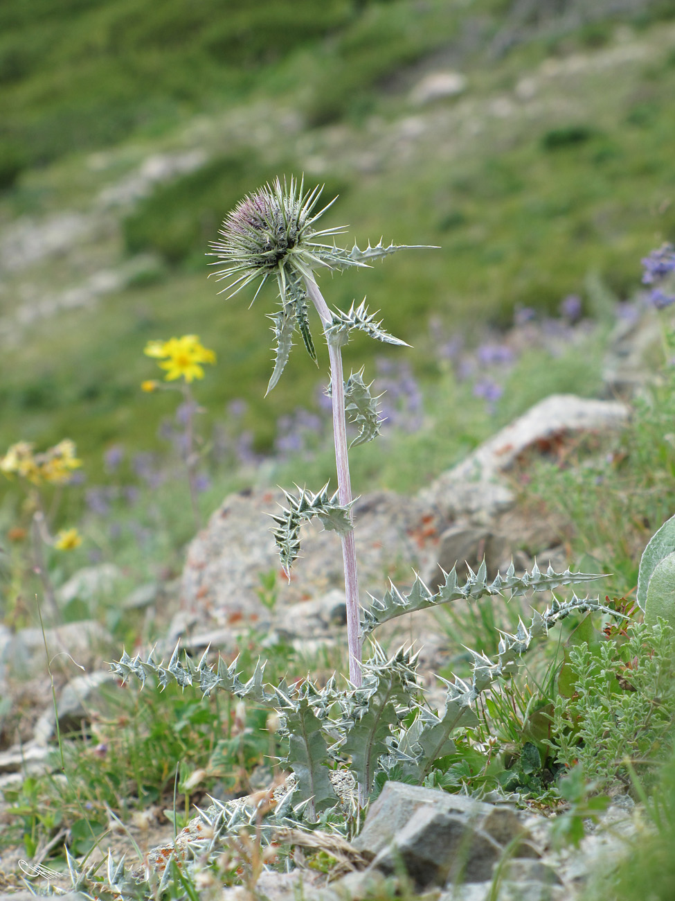 Image of Alfredia nivea specimen.