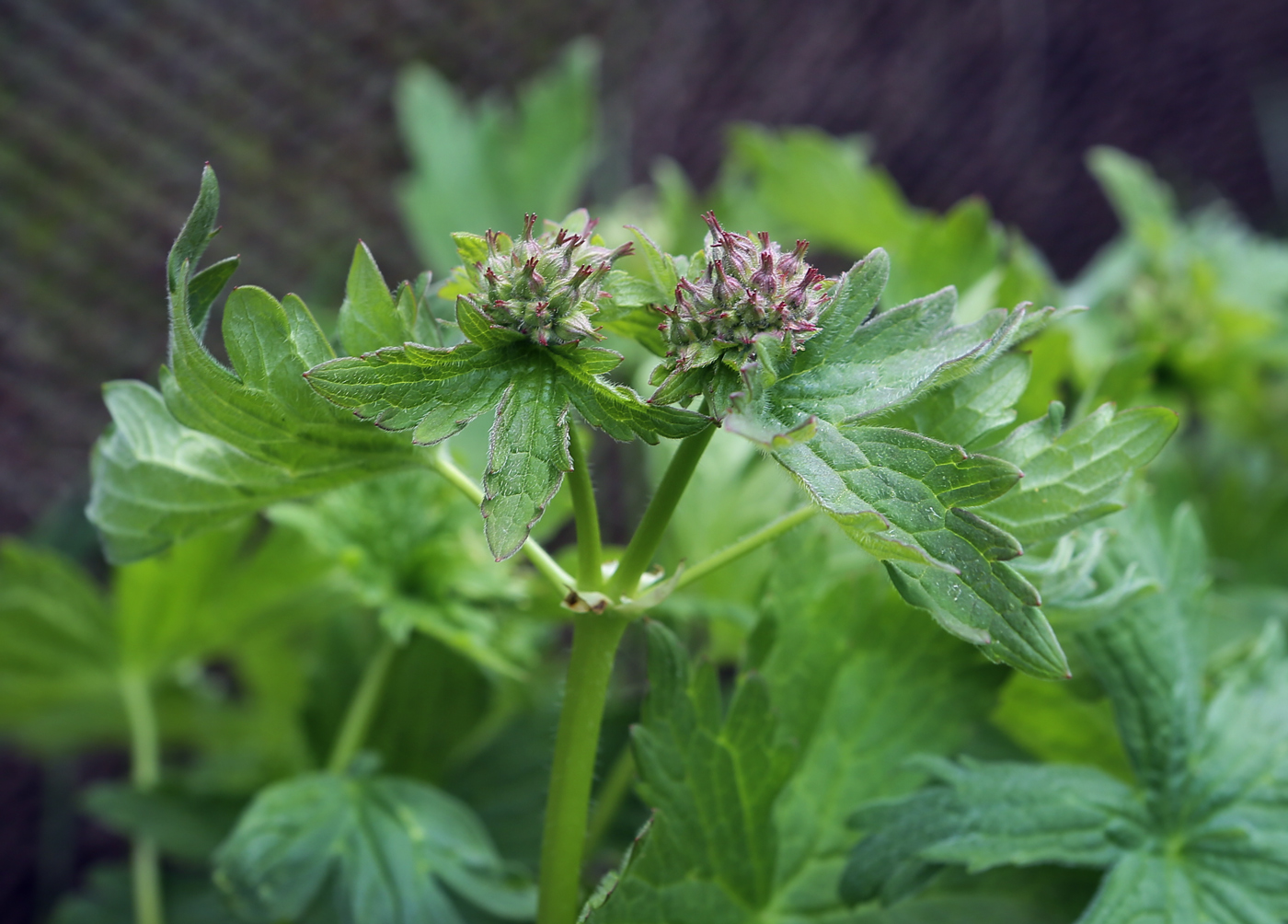 Image of Geranium sylvaticum specimen.