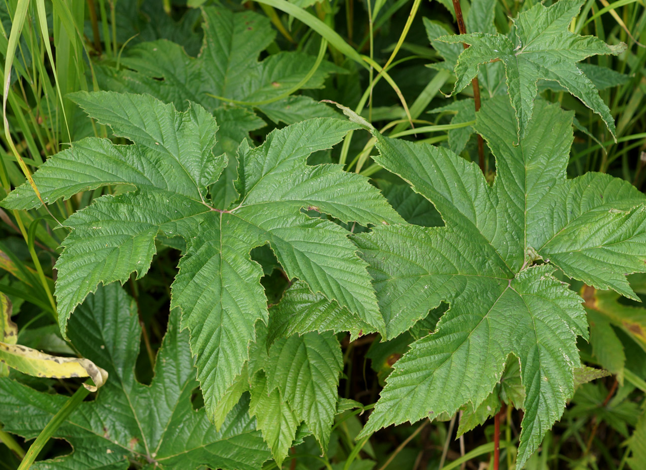 Image of Filipendula palmata specimen.