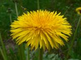 Taraxacum kjellmanii. Соцветие. Свердловская обл., окр. г. Североуральск, р-н скал Грюнвальда, обочина дороги, край поляны, заросшей травой и кустарником. 25.06.2017.