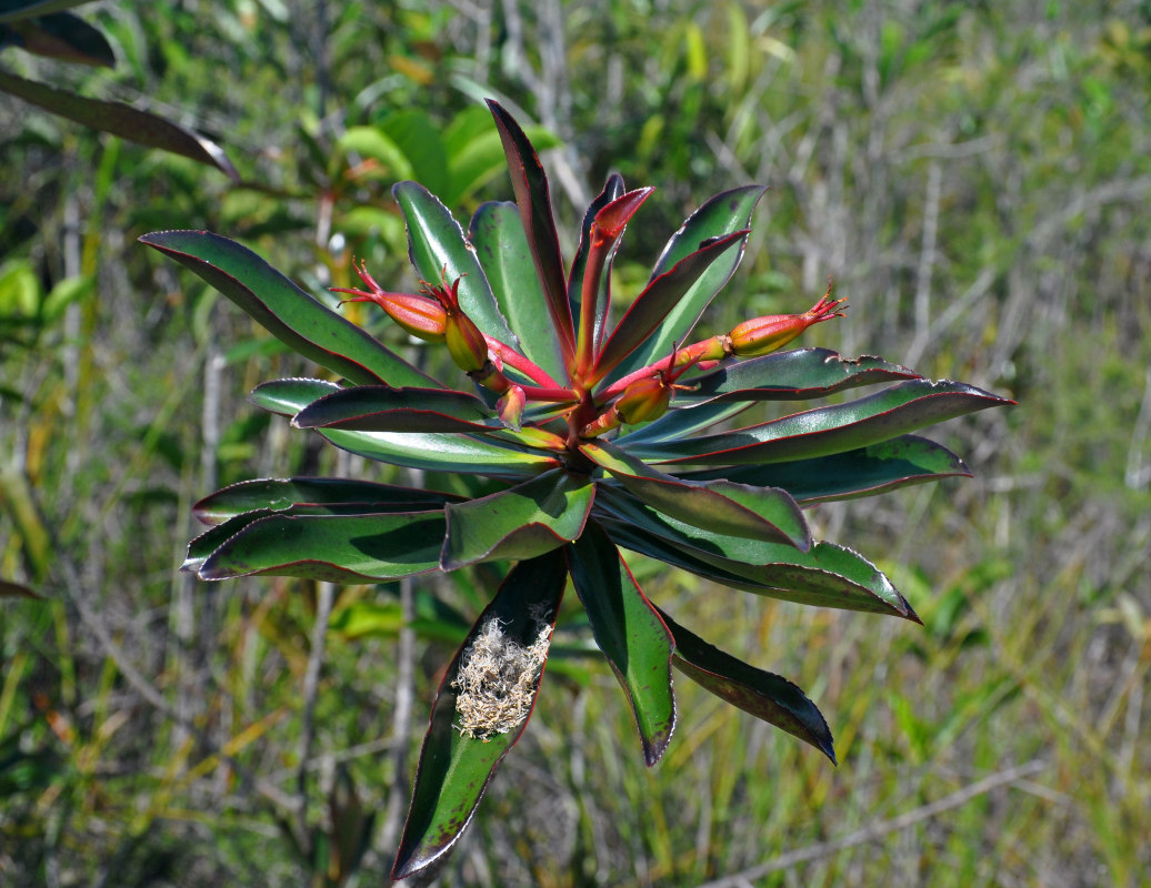 Image of Ploiarium alternifolium specimen.