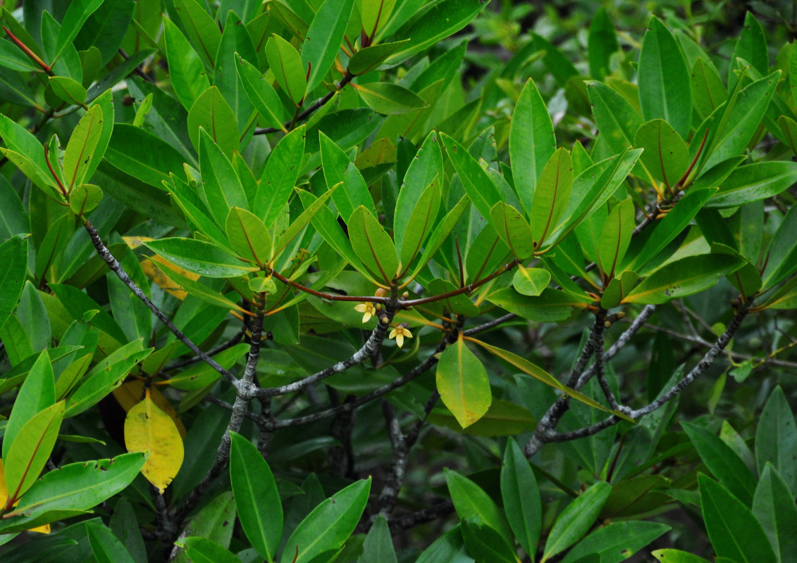 Изображение особи Rhizophora apiculata.