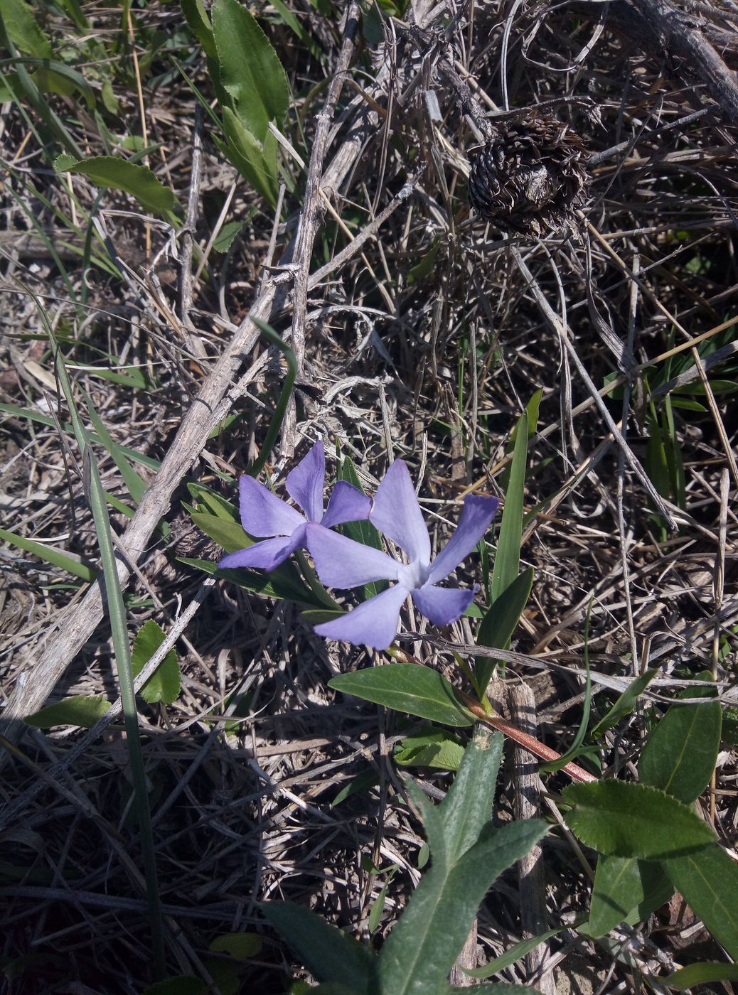 Image of Vinca herbacea specimen.