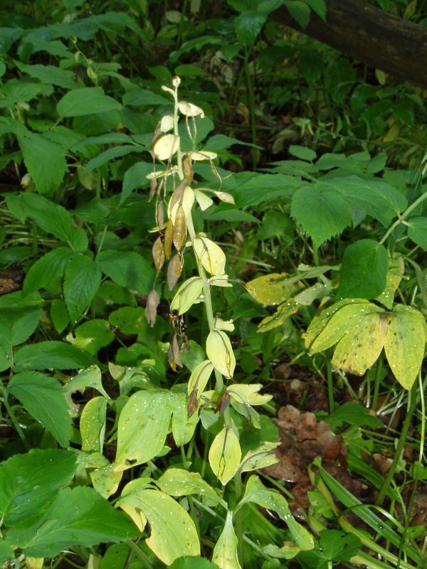 Image of Corydalis marschalliana specimen.