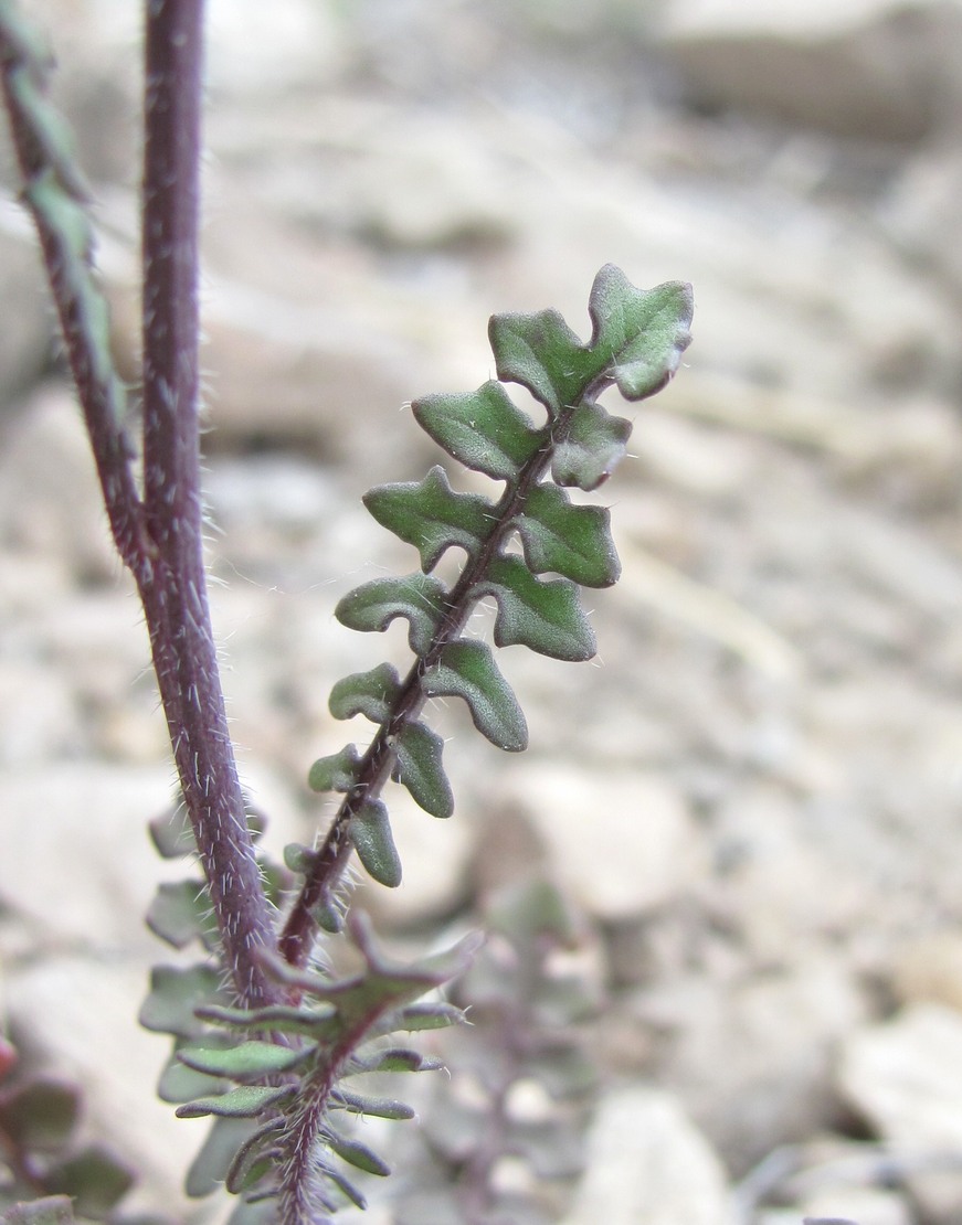 Image of familia Brassicaceae specimen.