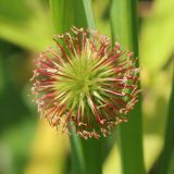 Смотреть изображение Geum urbanum
