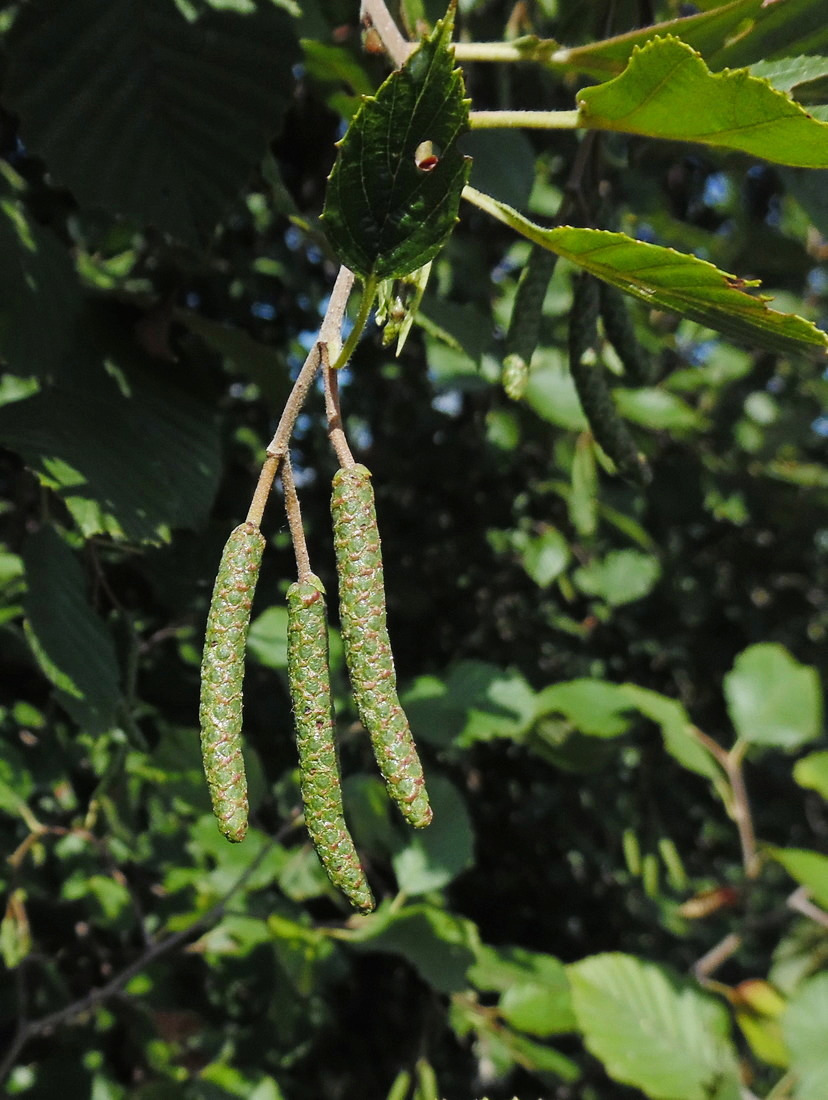 Изображение особи Alnus incana.