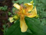 Hypericum ascyron