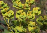 Euphorbia novorossica