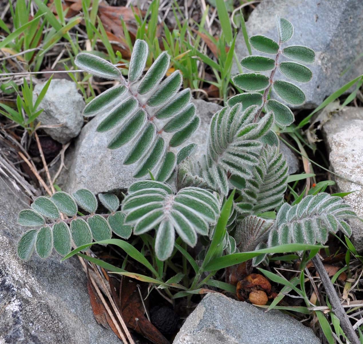 Image of Erophaca baetica ssp. orientalis specimen.