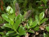 Смотреть изображение Salix myrsinites