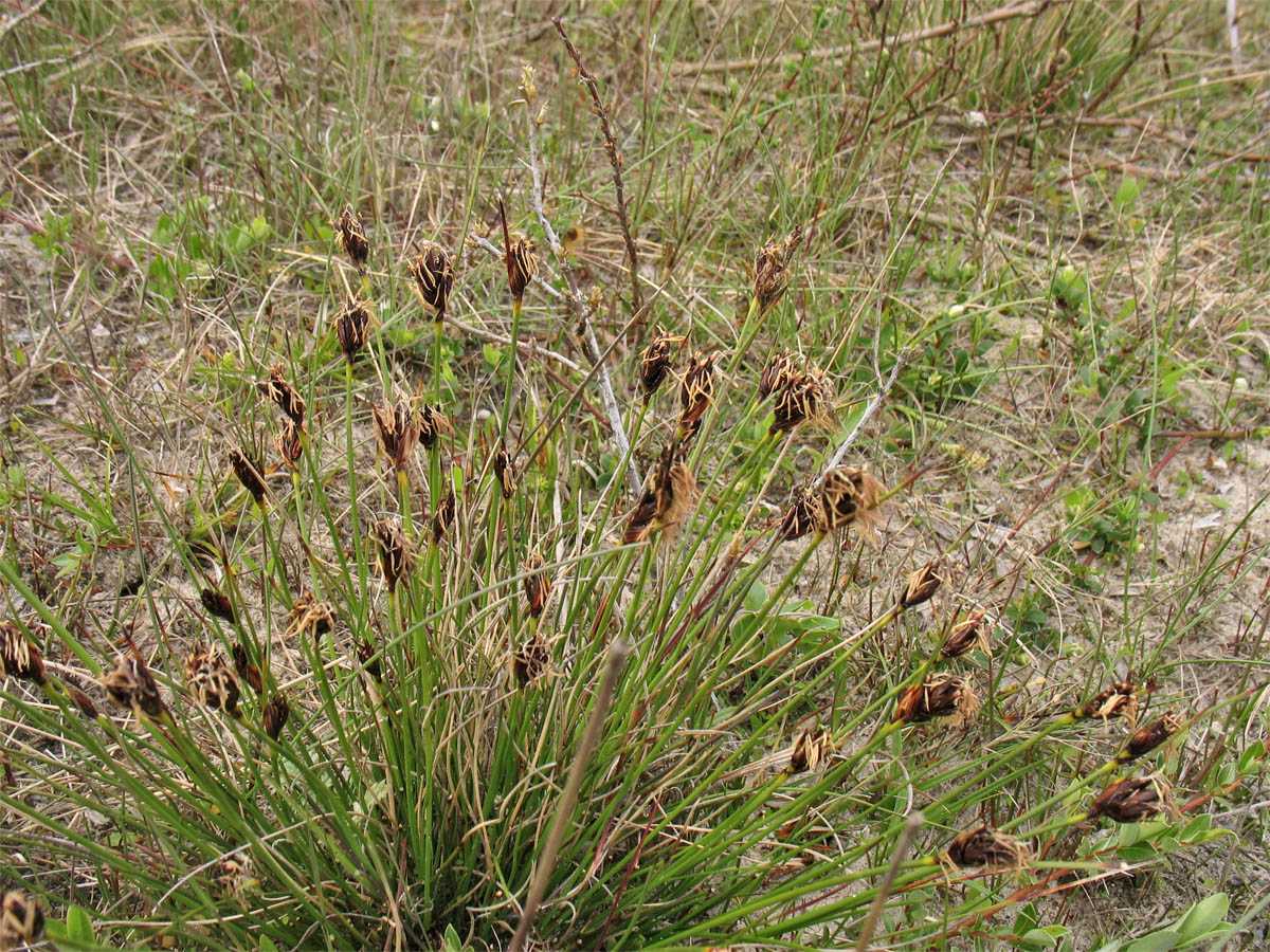 Изображение особи Schoenus nigricans.