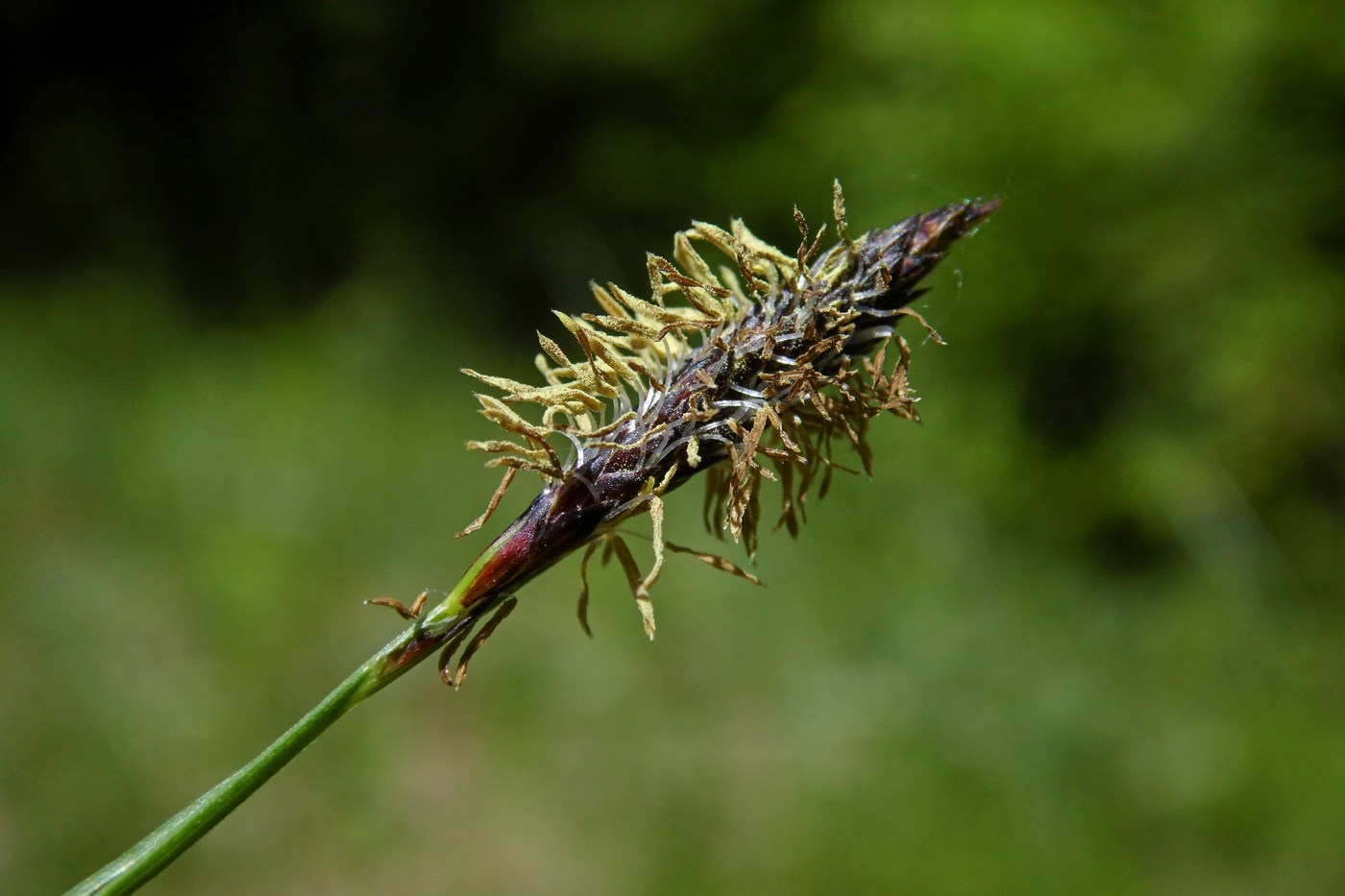 Image of Carex melanostachya specimen.