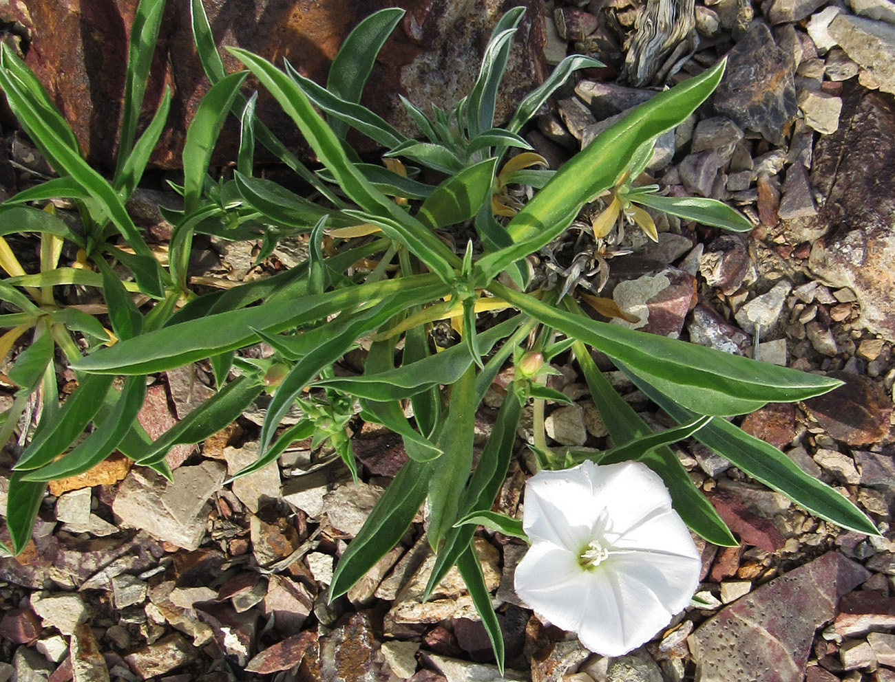 Image of Convolvulus lineatus specimen.