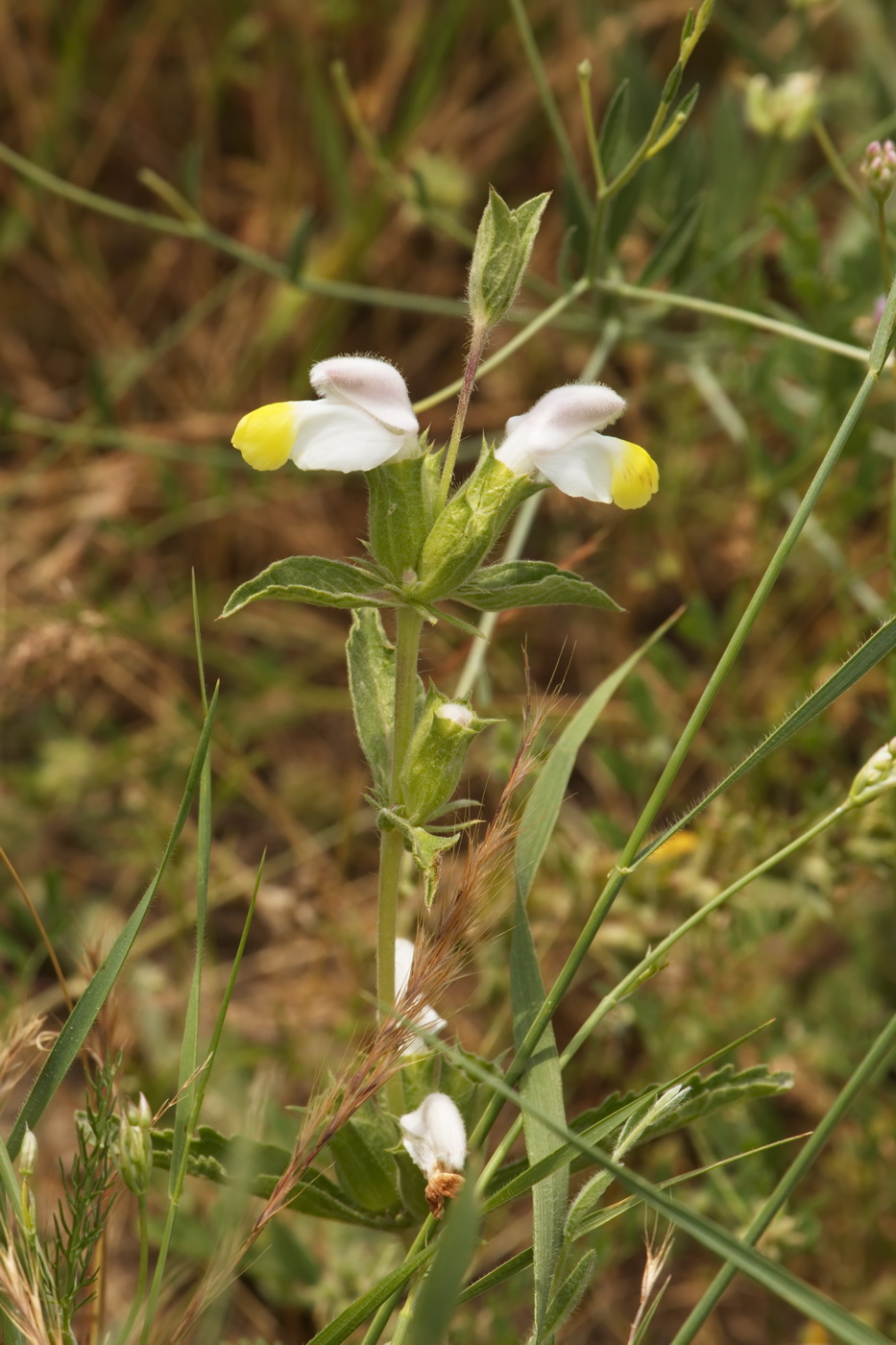 Изображение особи Phlomoides labiosa.