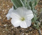 Convolvulus persicus