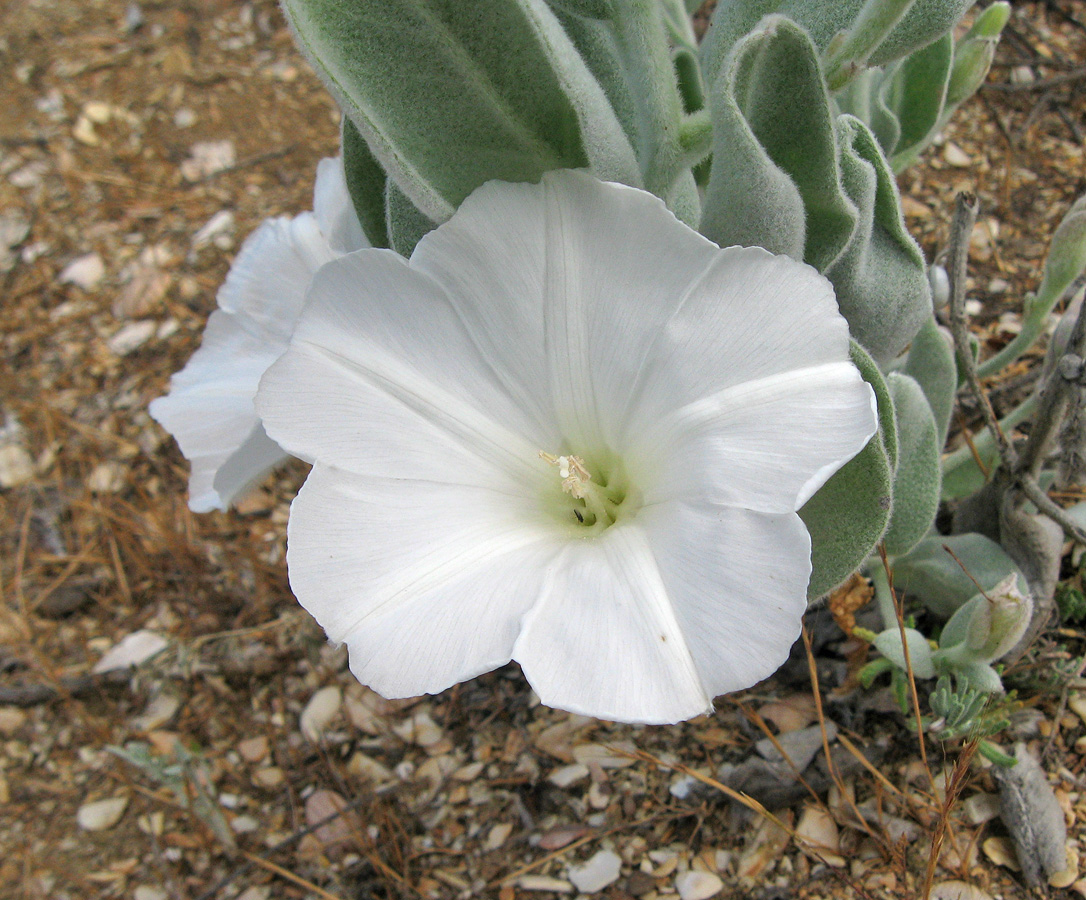 Изображение особи Convolvulus persicus.