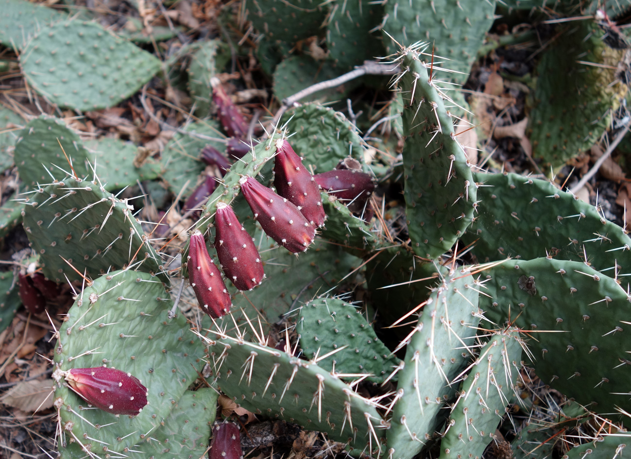 Изображение особи Opuntia tortispina.